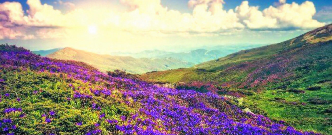 Neelkurunji Flower Blooms (Seasonal)